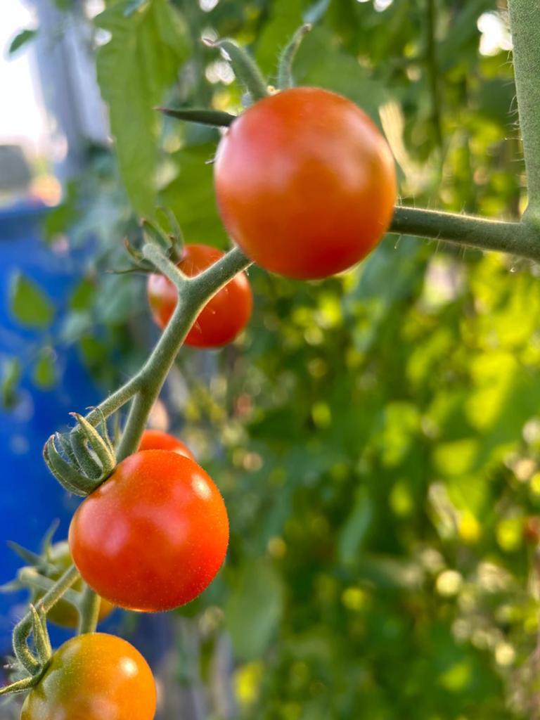 Cherry tomaten planten stekken stekjes plantjes, Tuin en Terras, Ophalen, Minder dan 100 cm, Overige soorten, Zomer