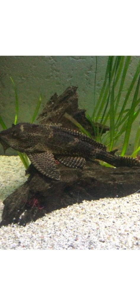 Vis, Dieren en Toebehoren, Vissen | Aquariumvissen, Overige typen, Zoetwatervis