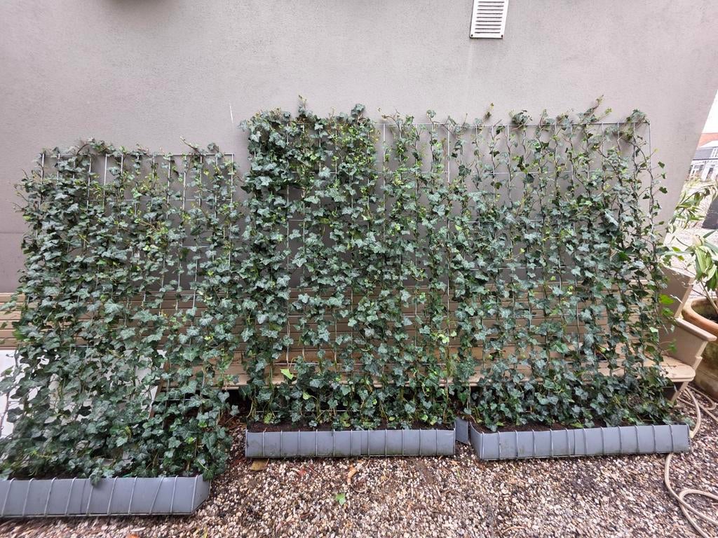 Hedera rekken 180cm hoog 150cm breed 9 stuks prijs per stuk, Ophalen of Verzenden