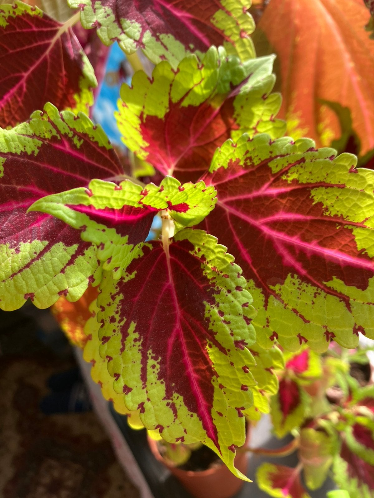 24 soorten coleus stekjes ongeworteld, Ophalen of Verzenden, Halfschaduw, Minder dan 100 cm