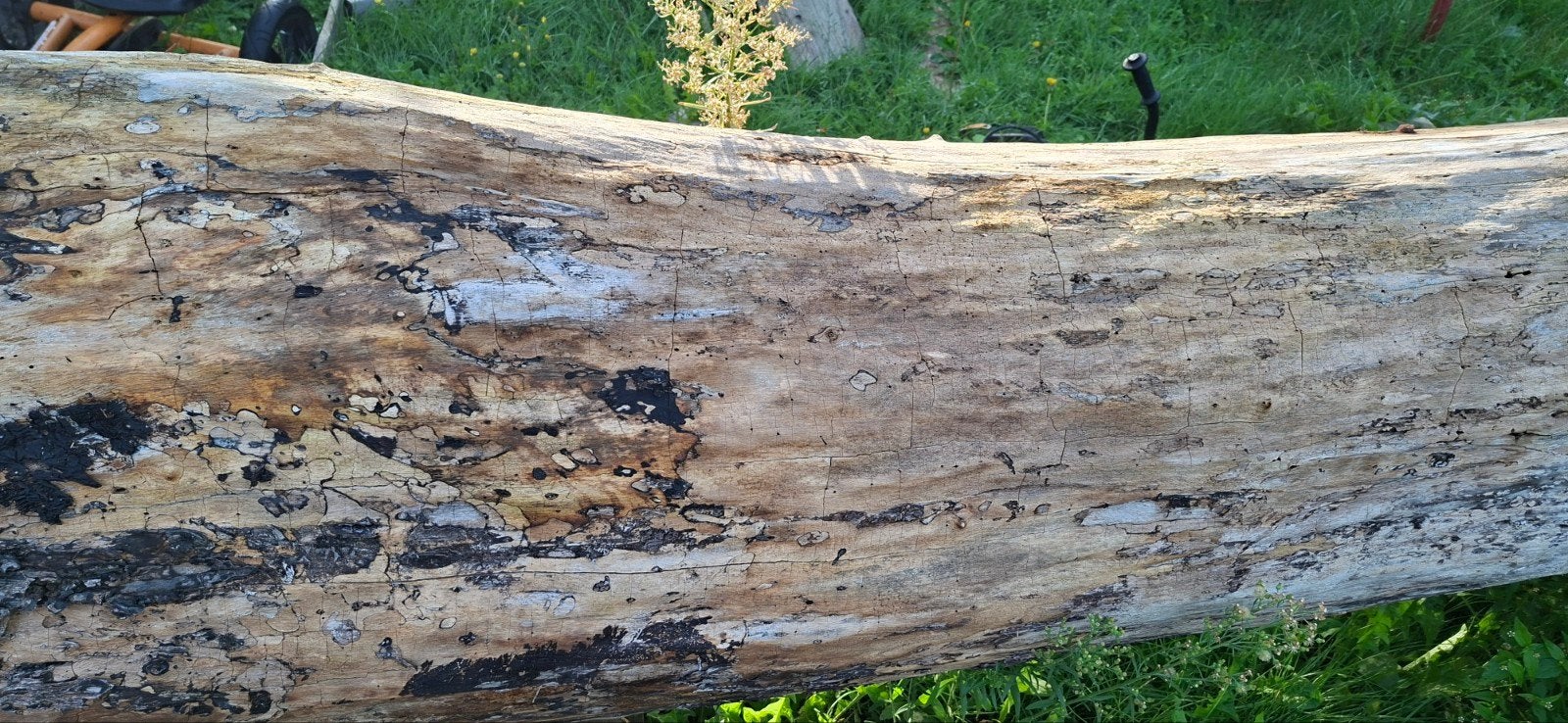 Notenboom  boomstam, ideaal voor decoratie of projecten, Doe-het-zelf en Verbouw, Ophalen, Overige typen, Overige houtsoorten