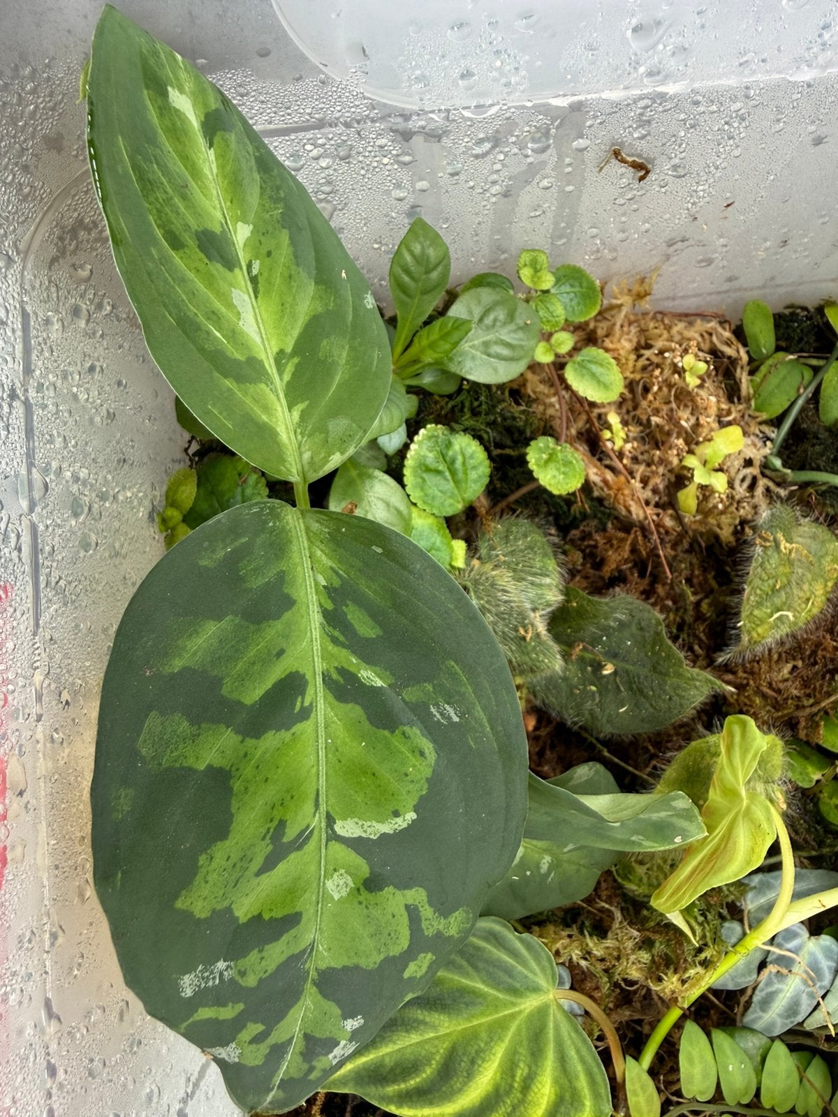Aglaonema Pictum Tricolor plant stek, Huis en Inrichting, Ophalen of Verzenden, Ficus, Halfschaduw, Minder dan 100 cm