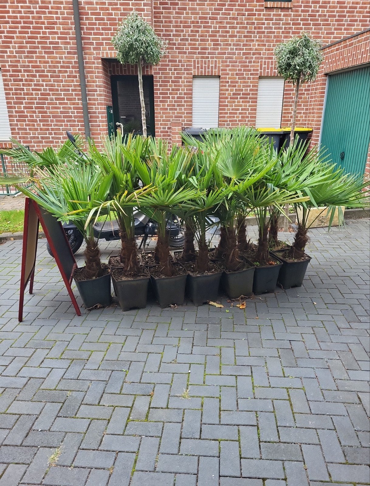 Chinese waaierpalmen (Trachycarpus fortunei) te koop, Volle zon, Vaste plant, Bloeit niet, Ophalen