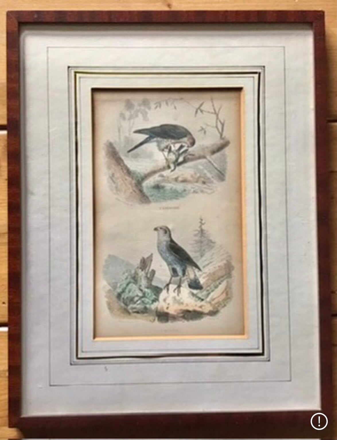 PRENTENKABINET PAULUS SWAEN ZELDZAME STAALGRAVURE VOGELS, Antiek en Kunst, Handgekleurd, 1800 - 1899, Ophalen of Verzenden, Gravure