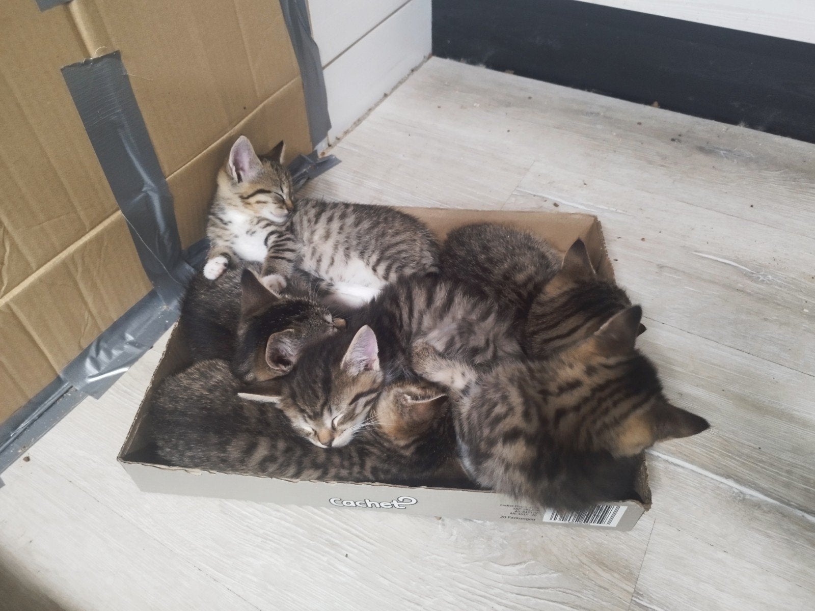 Schatige Kittens nestje van 7, Poes