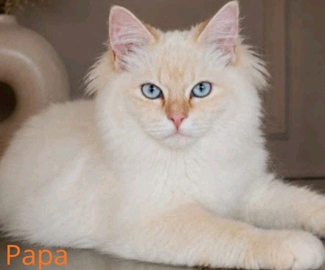 Aankondiging Ragdoll twee nestjes - drie!, Dieren en Toebehoren, Katten en Kittens | Raskatten | Langhaar, Meerdere dieren, Ontwormd