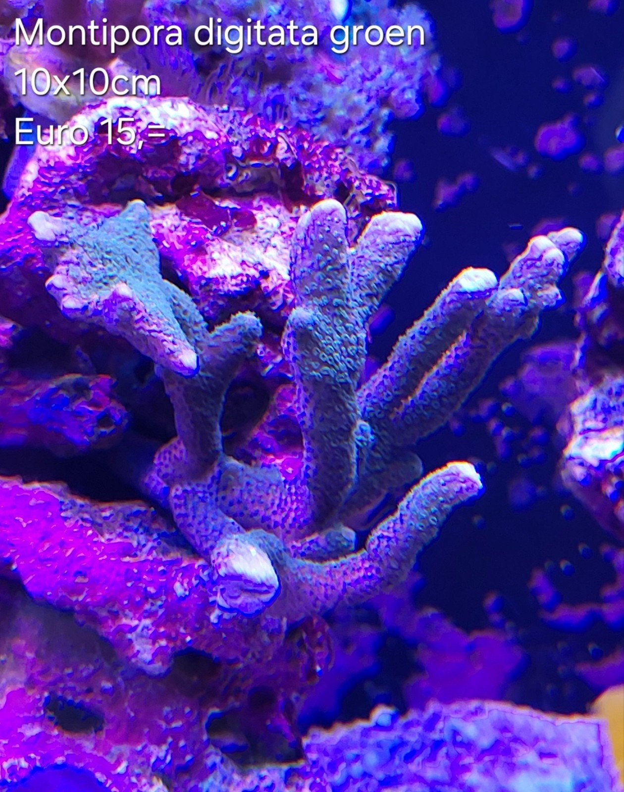 Montipora digitata groen, Overige typen