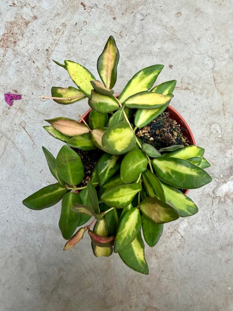 Hoya DS70 p12, Overige soorten, In pot, Minder dan 100 cm, Bloeiende kamerplant