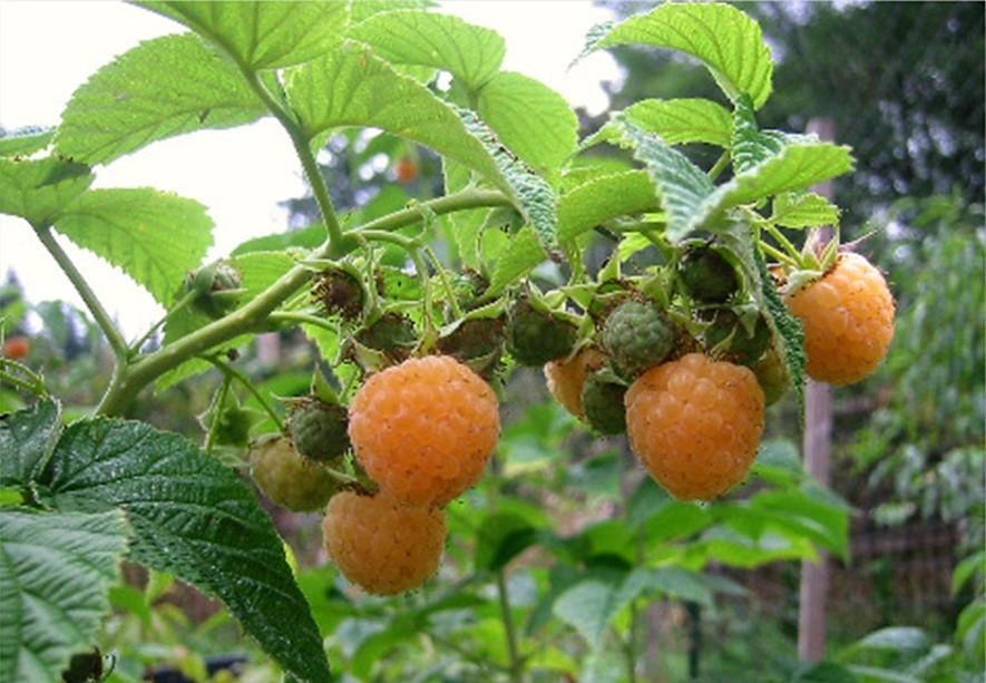 Gele herfst frambozen stekken (tot aan de vorst vruchten), Ophalen, Herfst, Fruitplanten, Volle zon