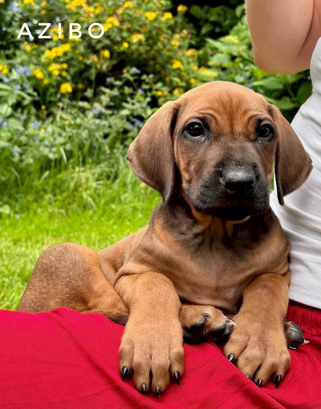 Rhodesian ridgeback pups - AANGEBODEN DOOR DIERENARTS, Overige rassen, 8 tot 15 weken, Meerdere, Meerdere dieren