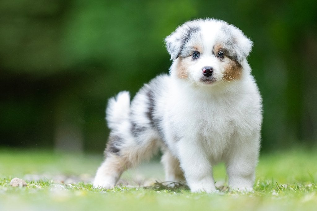 Australische herder / Australian shepherd pups, Parvo, België, Particulier, 8 tot 15 weken