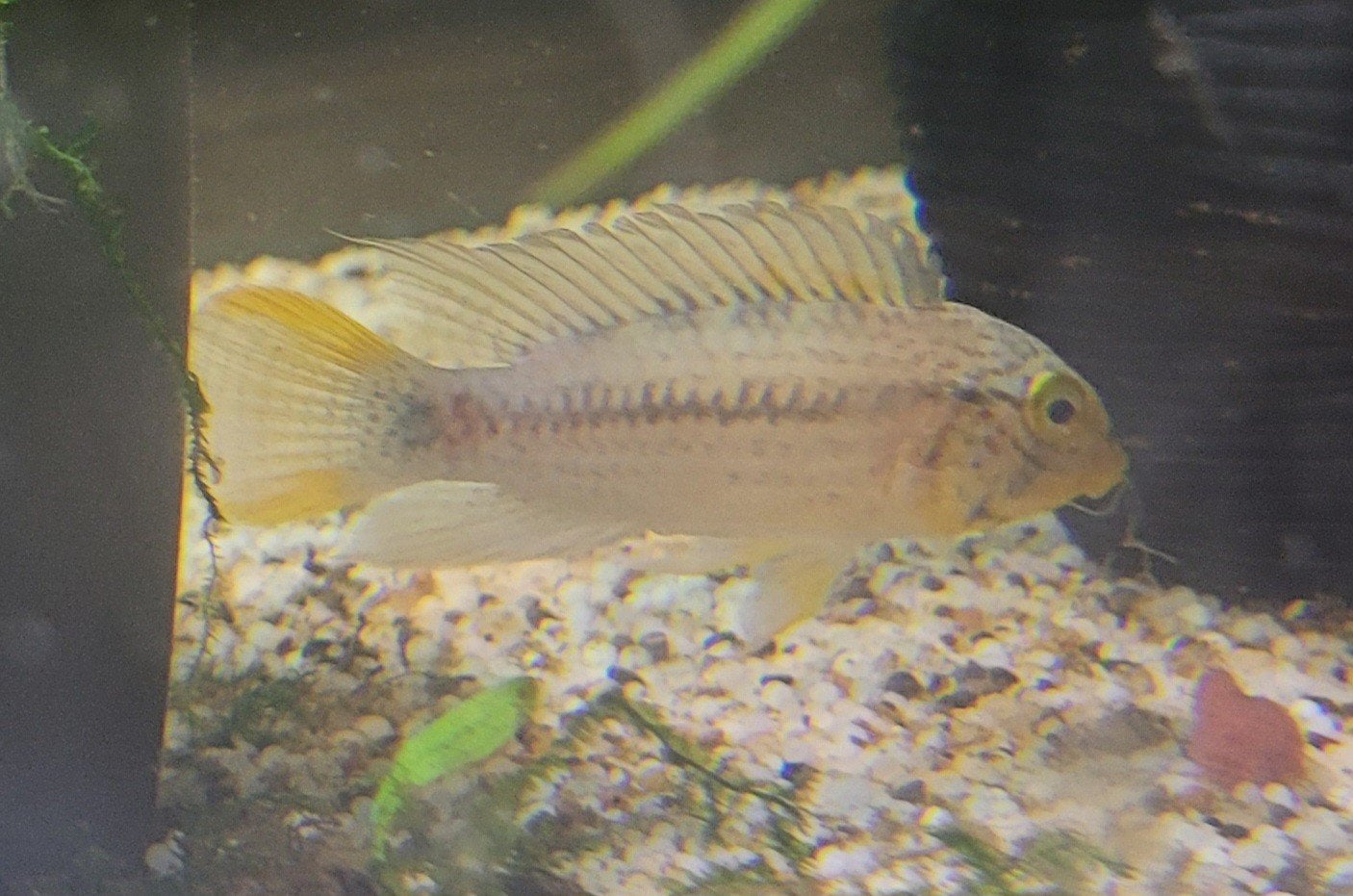 Kweektrio Apistogramma sp. Xingu / sp. Vielfleck F1, Vis, Zoetwatervis