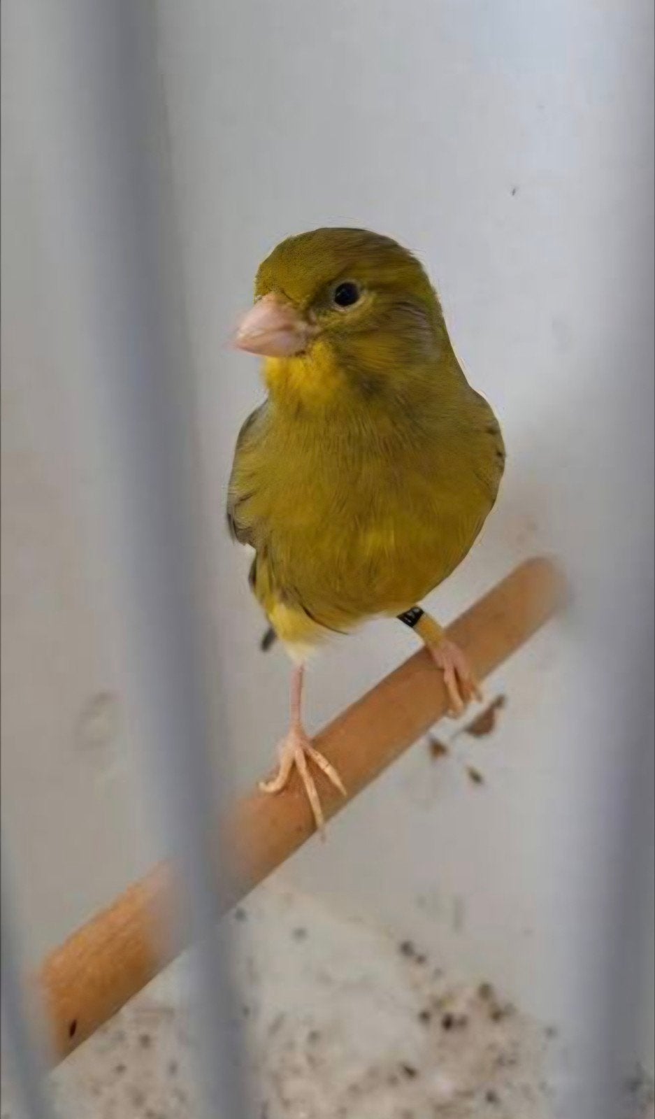 timbrado pop 2025, Dieren en Toebehoren, Vrouwelijk, Kleurkanarie