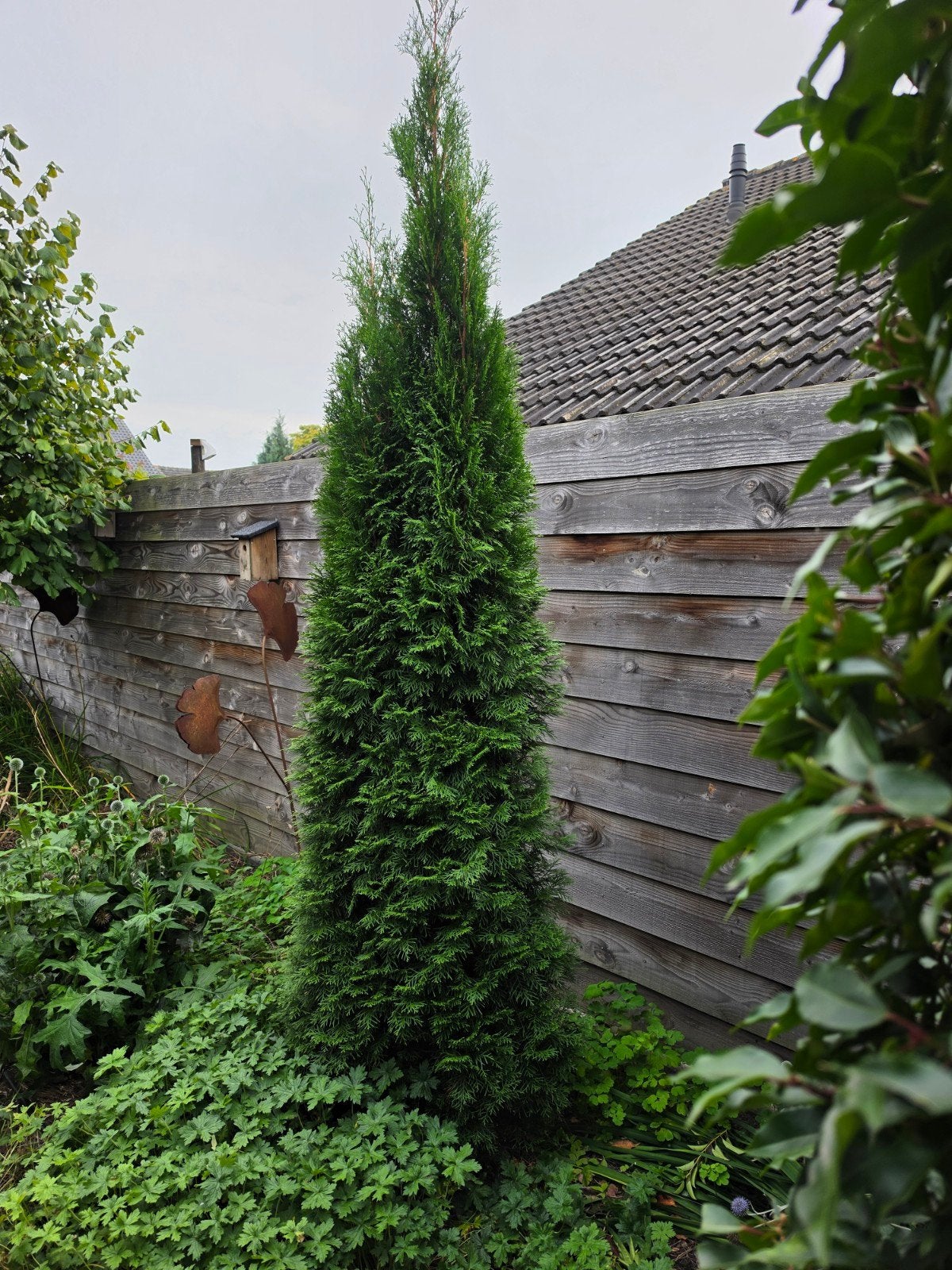 Conifeer . Slanke Zuilboom - Ideaal voor kleine tuinen, Bloeit niet, 250 tot 400 cm, Zuilboom, Ophalen