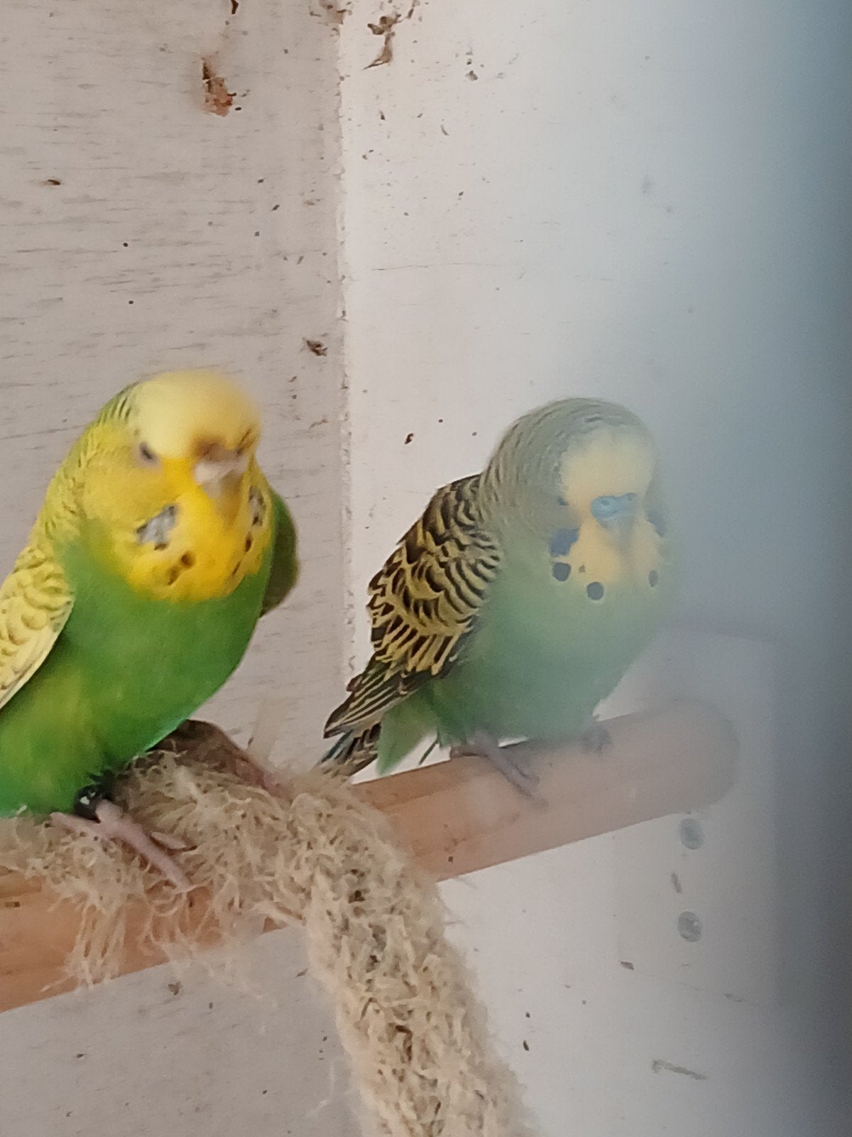 koppel parkietjes, Dieren en Toebehoren, Meerdere dieren, Parkiet, Geringd