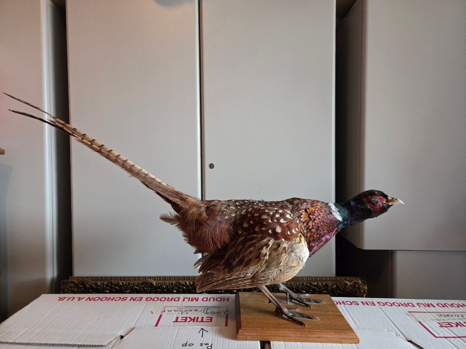 Prachtige opgezette Fazant mannelijk, Verzamelen, Ophalen, Zo goed als nieuw, Vogel, Opgezet dier