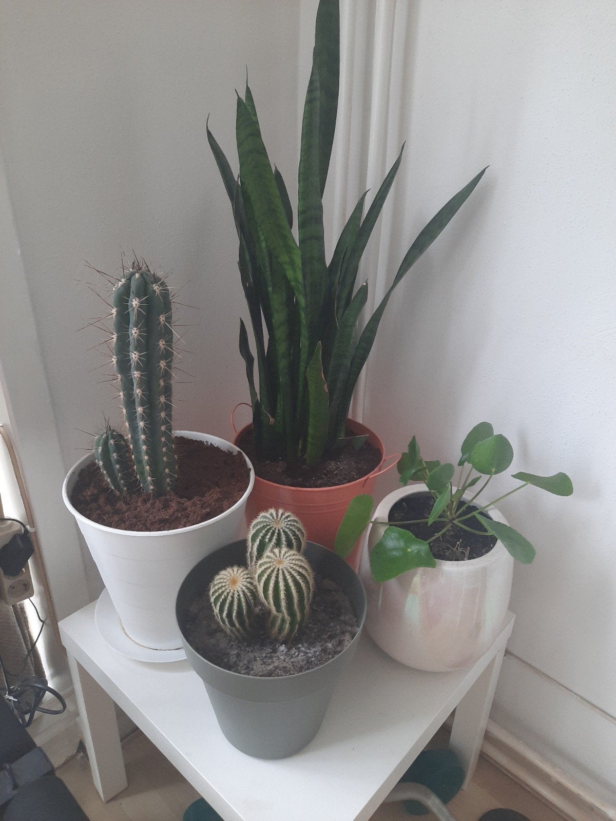 Diverse Levende Planten - Cactussen, Sanseveria,, Minder dan 100 cm, Groene kamerplant, Halfschaduw, Ophalen of Verzenden