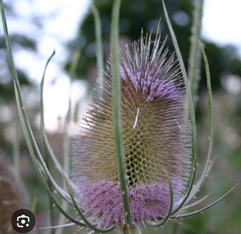 Kaardebol, Tuin en Terras, Ophalen, Vaste plant, Overige soorten, Volle zon