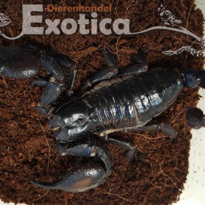 Heterometrus spinifer, Dieren en Toebehoren, Insecten en Spinnen, Overige soorten