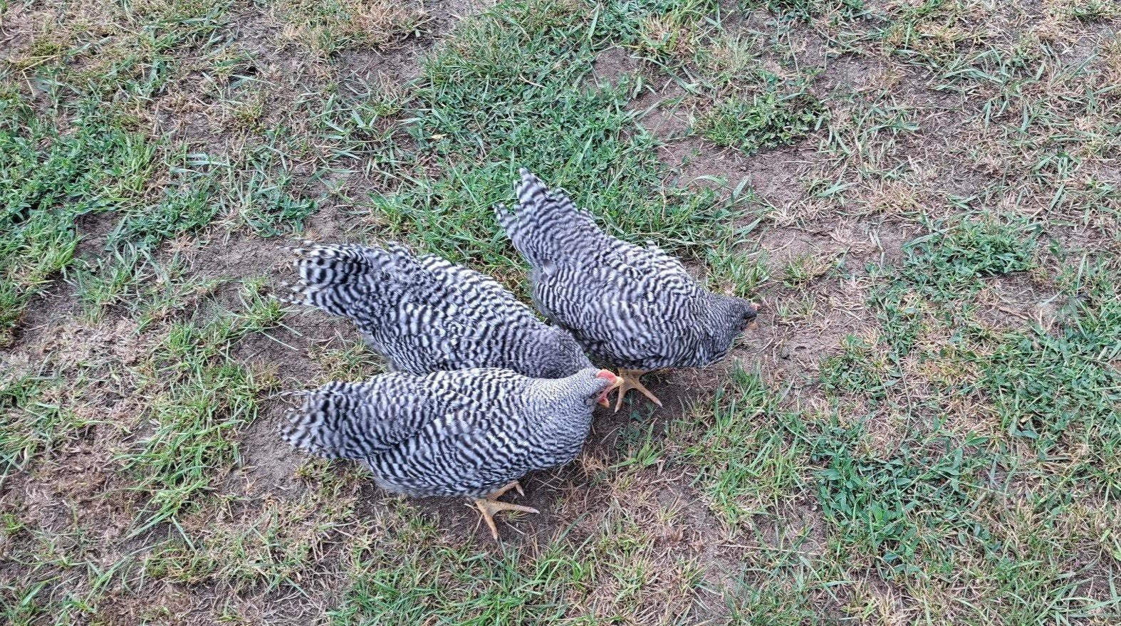 Amrock kuikens, Dieren en Toebehoren, Pluimvee, Meerdere dieren, Kip