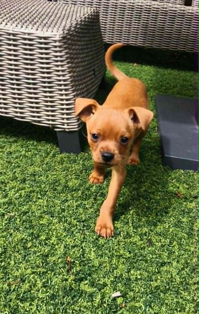 Te koop Mini Pincher, Dieren en Toebehoren, 8 tot 15 weken, Eén hond, Nederland, Particulier