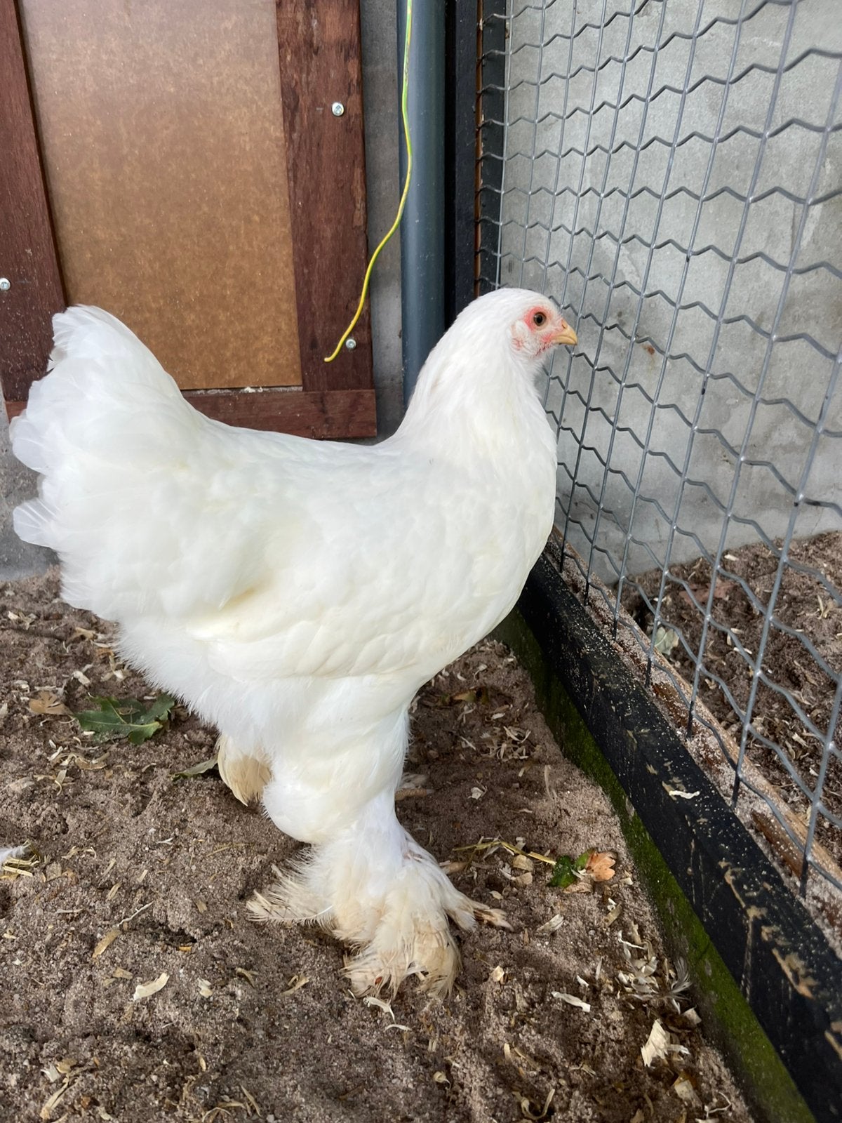 Brahma kriel wit, Meerdere dieren, Kip