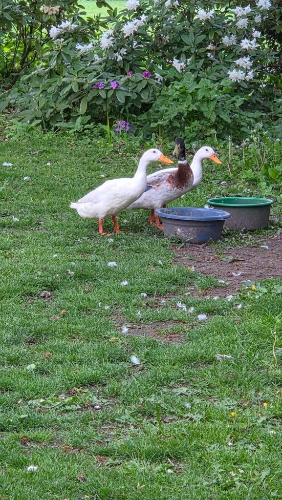 3 woerden Indische loopeend., Dieren en Toebehoren, Pluimvee, Meerdere dieren, Eend