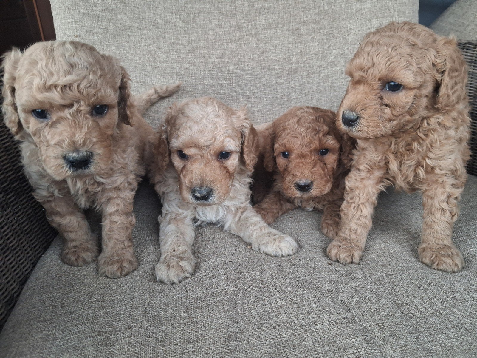 australian labradoodle puppy's, Dieren en Toebehoren, Honden | Retrievers, Spaniëls en Waterhonden, Parvo, Overige rassen, 8 tot 15 weken