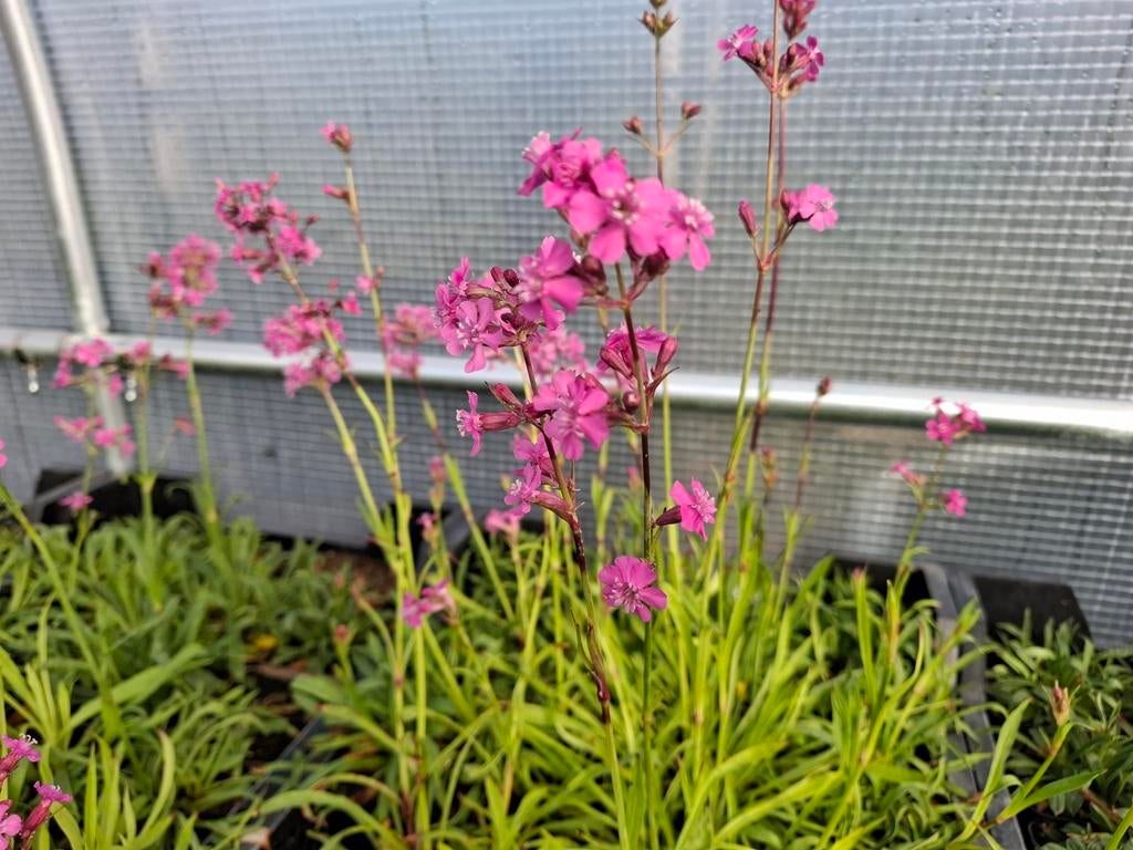Pekanjer Lychnis Viscaria Splendens, Ophalen, Overige soorten, Volle zon