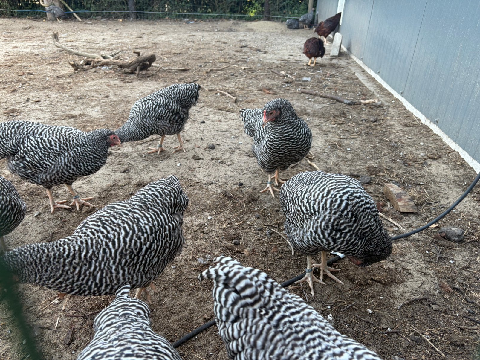 Amrock kriel jonge hennen, Dieren en Toebehoren, Vrouwelijk, Kip