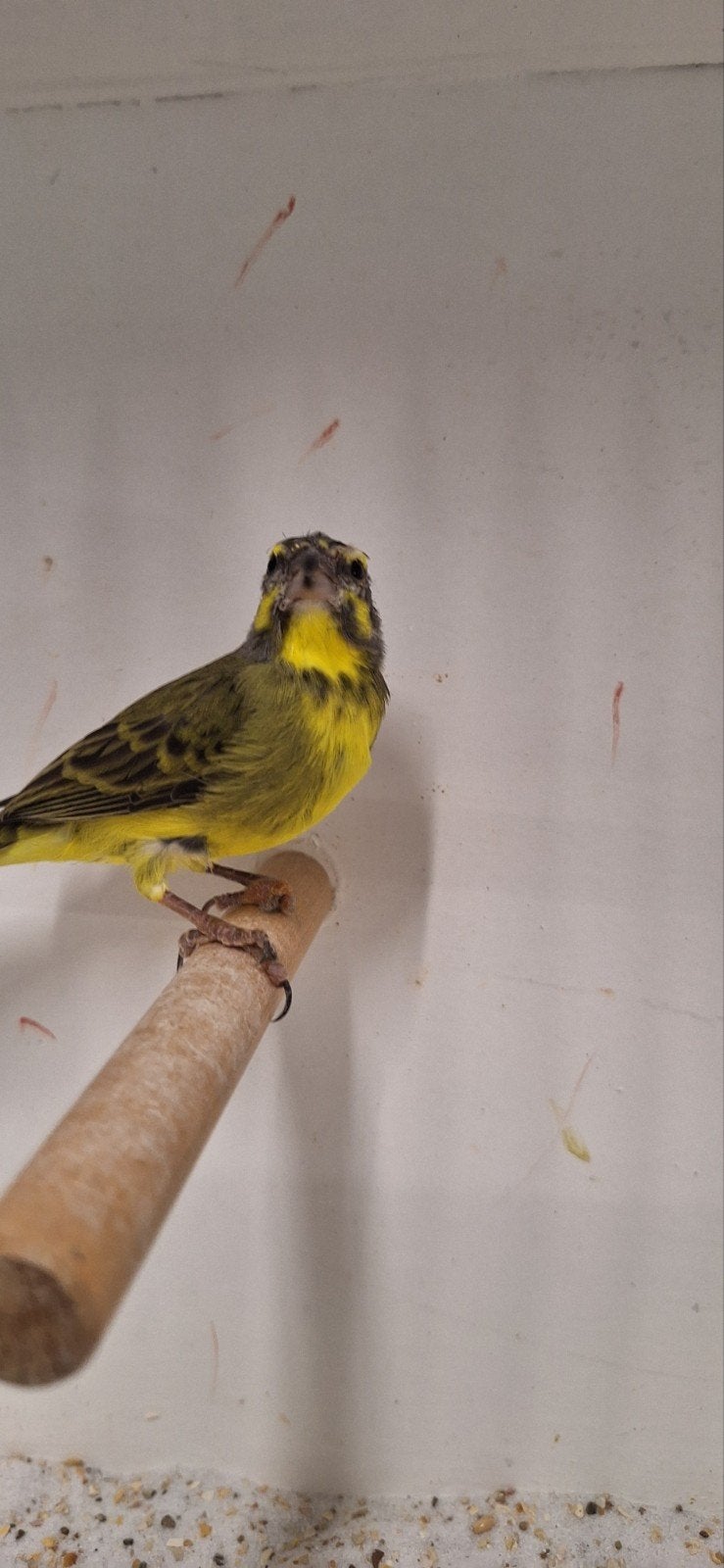 Mozambique sijs popje heeft 1 slecht pootje, Dieren en Toebehoren, Vrouwelijk, Tropenvogel