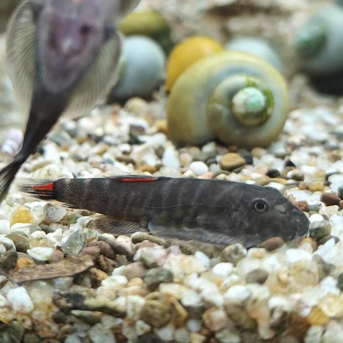 gastromyzon lamandau, Dieren en Toebehoren, Vis