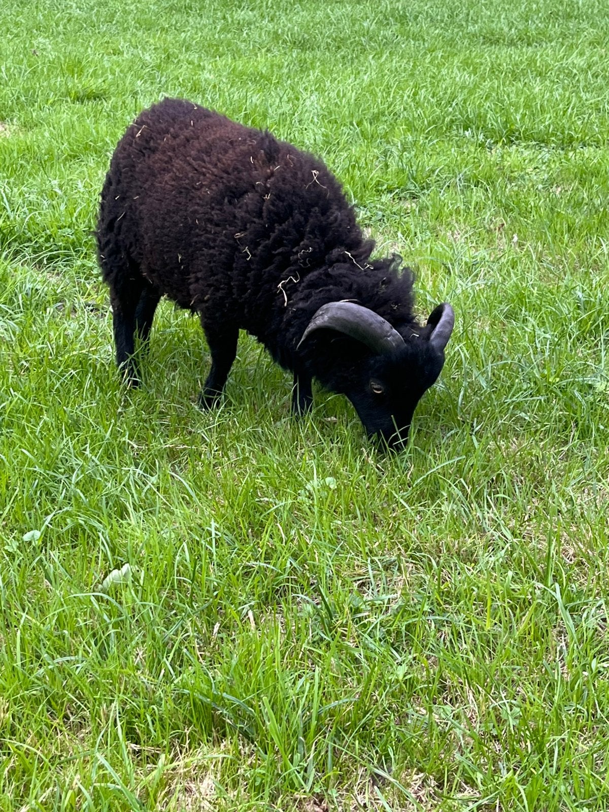 Ouessanten moeder en zoon, Ophalen, Nieuw