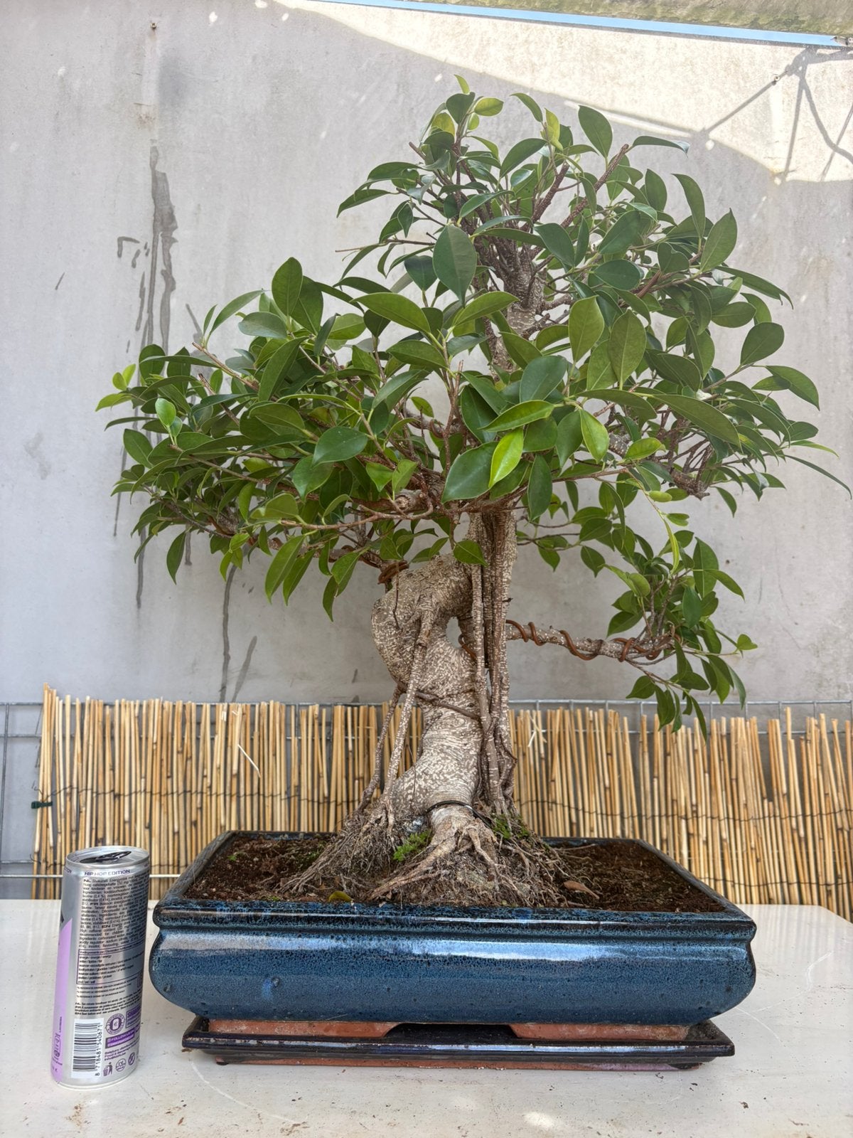Super mooie ficus bonsai, Ophalen of Verzenden, Volle zon, Overige soorten