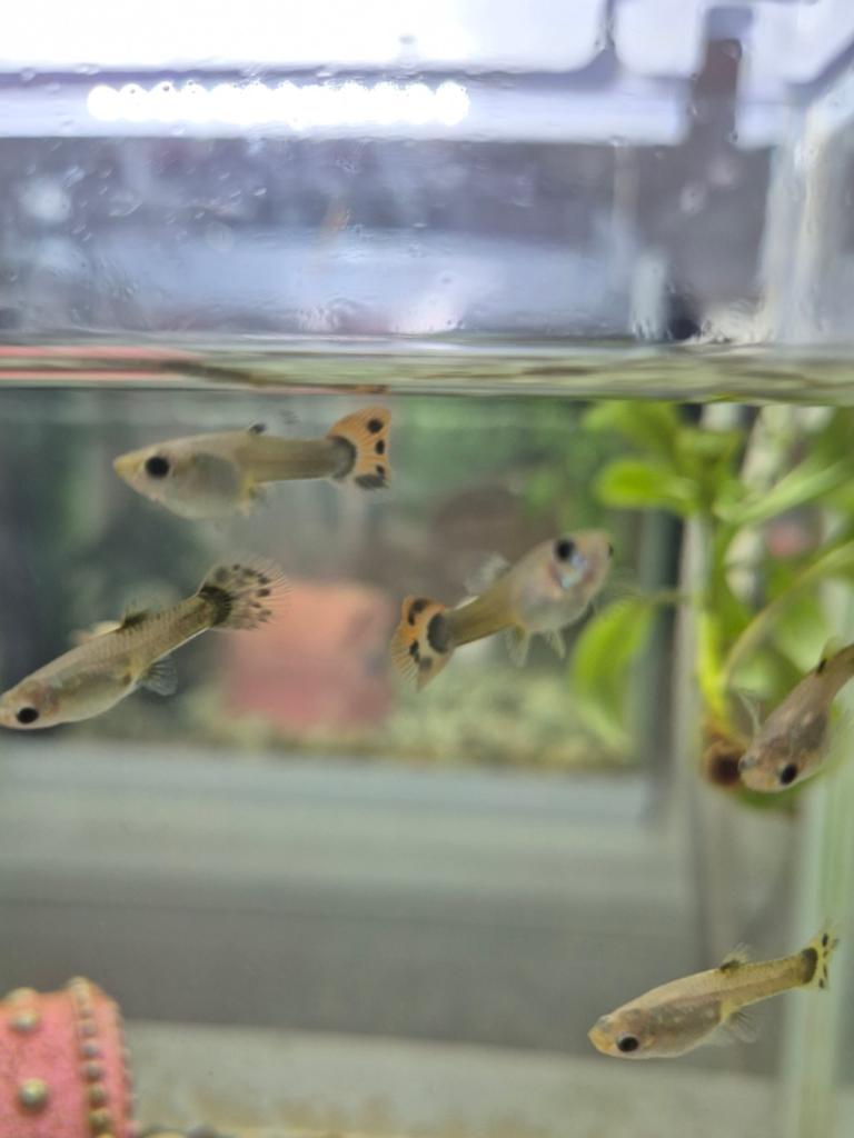 Guppen te koop, Dieren en Toebehoren, Vissen | Aquariumvissen, Vis