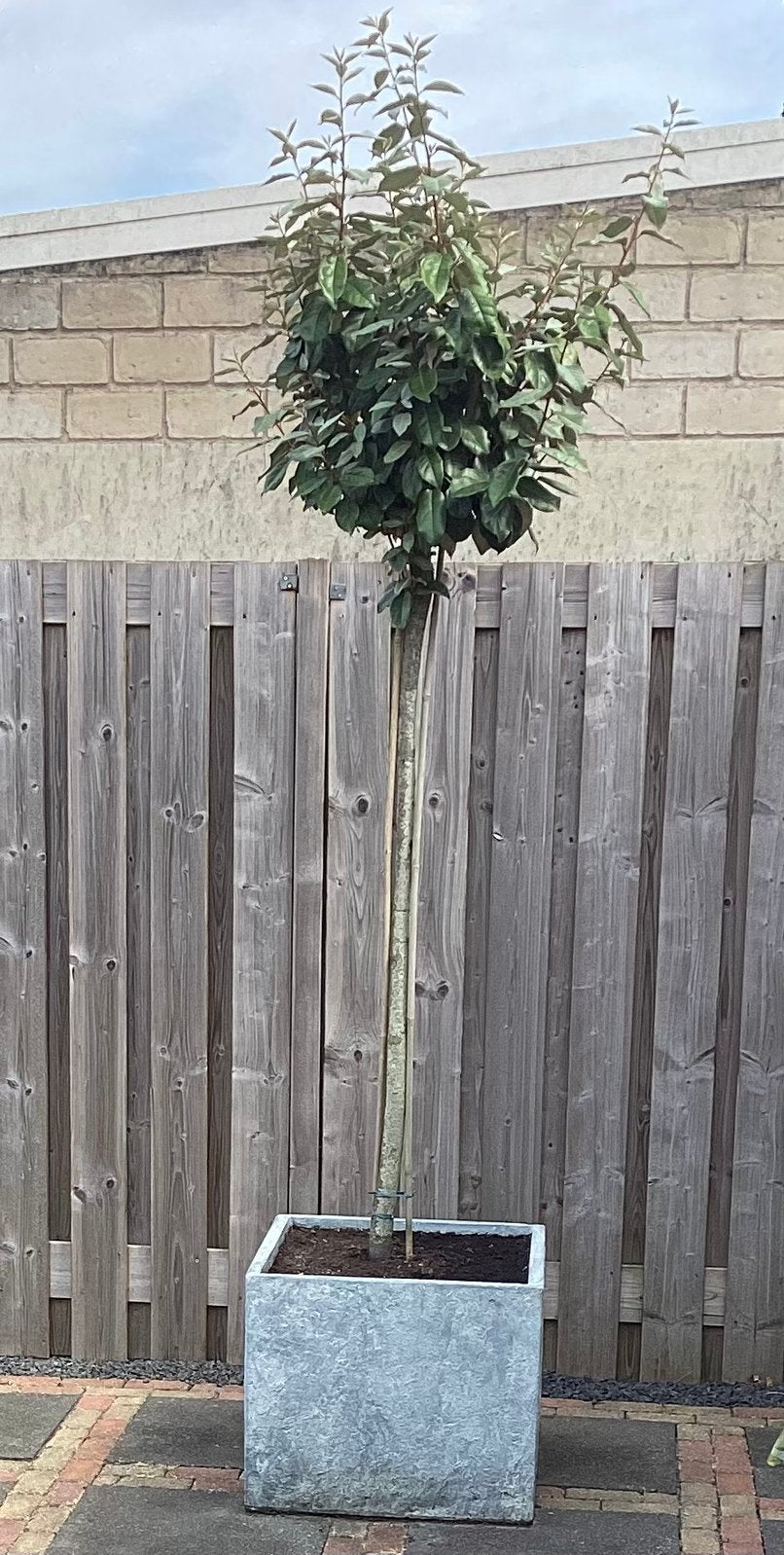 Grote plantenbak met boom, Ophalen, Overige materialen, Minder dan 60 cm, Vierkant