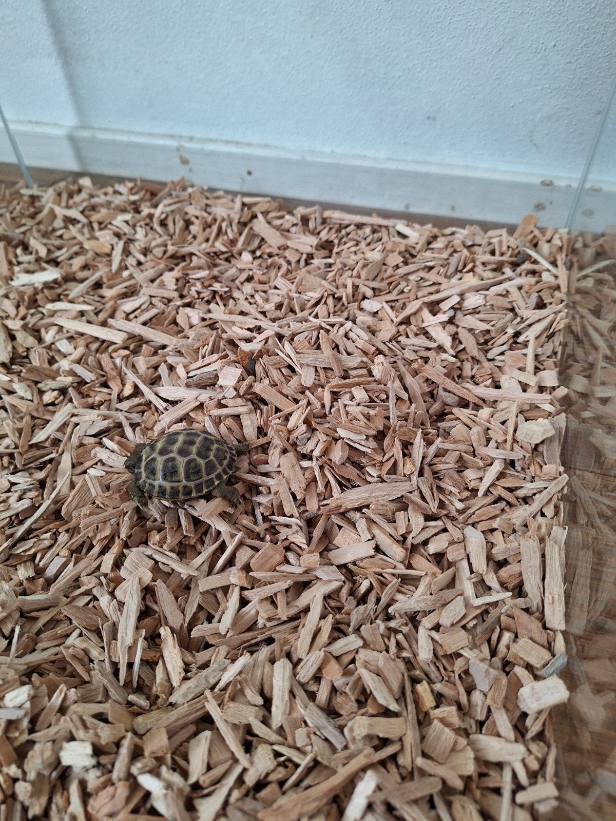 jonge landschildpad inclusief terrarium, 0 tot 2 jaar