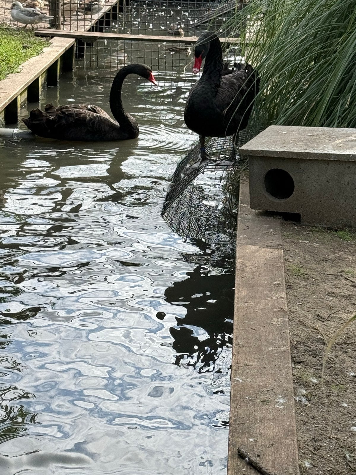 Gezocht teelbare zwarte zwaan vrouwen, Vrouwelijk, Gans of Zwaan