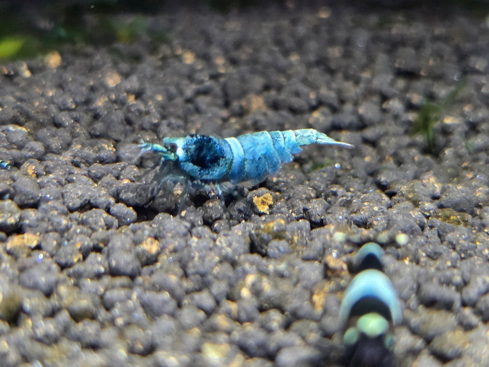 Blue Bolt/ Blue Taitibee/Blue panda, Kreeft, Krab of Garnaal, Schoolvis