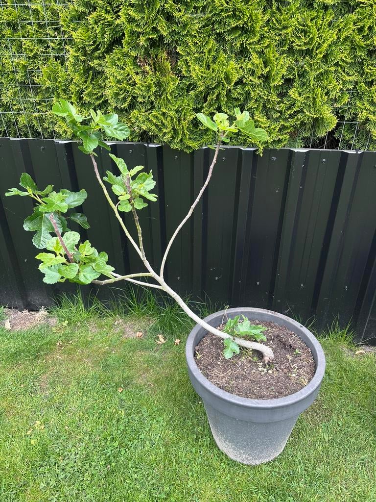 Vijgenboom, Ophalen, 100 tot 250 cm, In pot, Vijgenboom