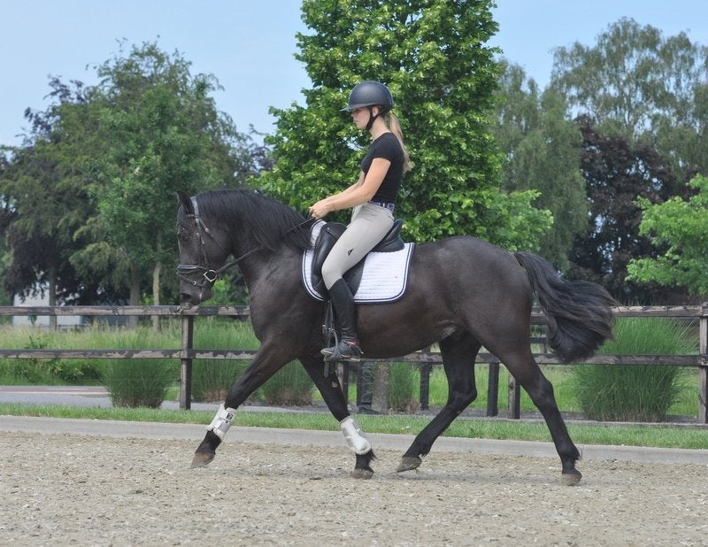 4 jarige knappe forse pony, Dieren en Toebehoren, Pony's, Ruin, B, E pony (1.48m - 1.57m), Recreatiepony, 3 tot 6 jaar, Met stamboom
