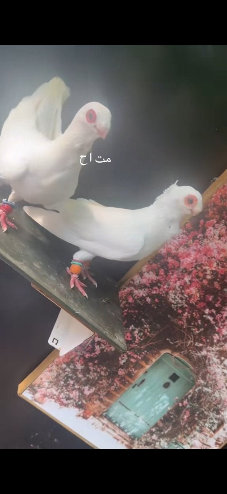 0687722941, Dieren en Toebehoren, Vogels | Duiven