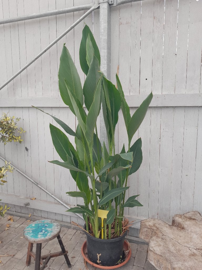 Canna groot, Ophalen, Overige soorten, Volle zon