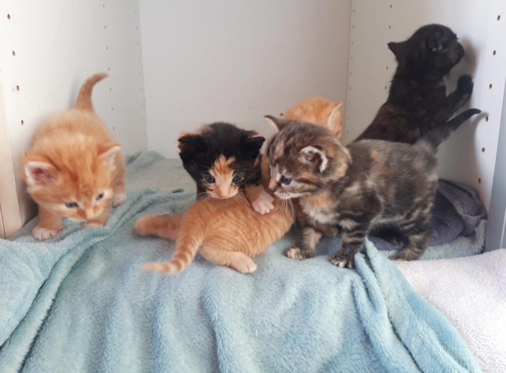 Heel leuke kittens, Dieren en Toebehoren, Katten en Kittens | Overige Katten, Meerdere dieren, 0 tot 2 jaar