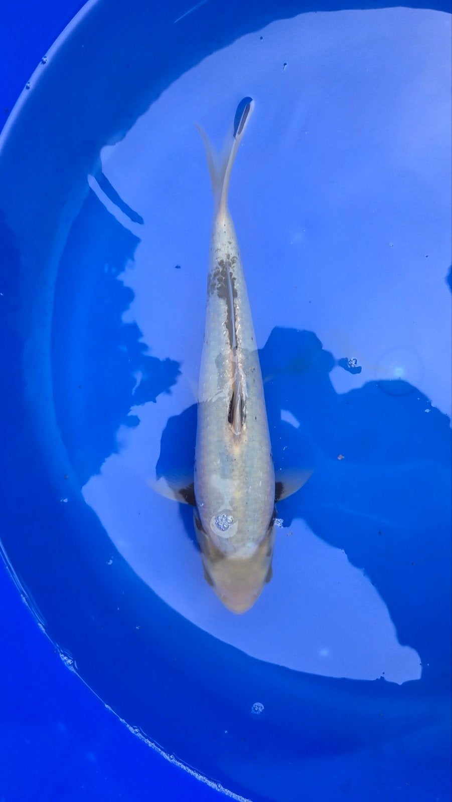 Matsukawabake, hago shiro of kumonryu, Karper of Koi