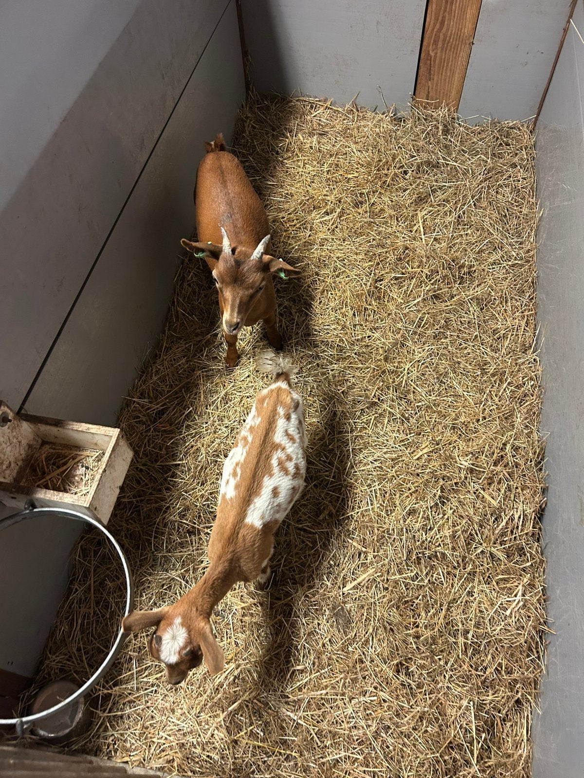 Nog 2 camel geitjes te koop iets moois voor in de wei, Dieren en Toebehoren, Vrouwelijk, Geit