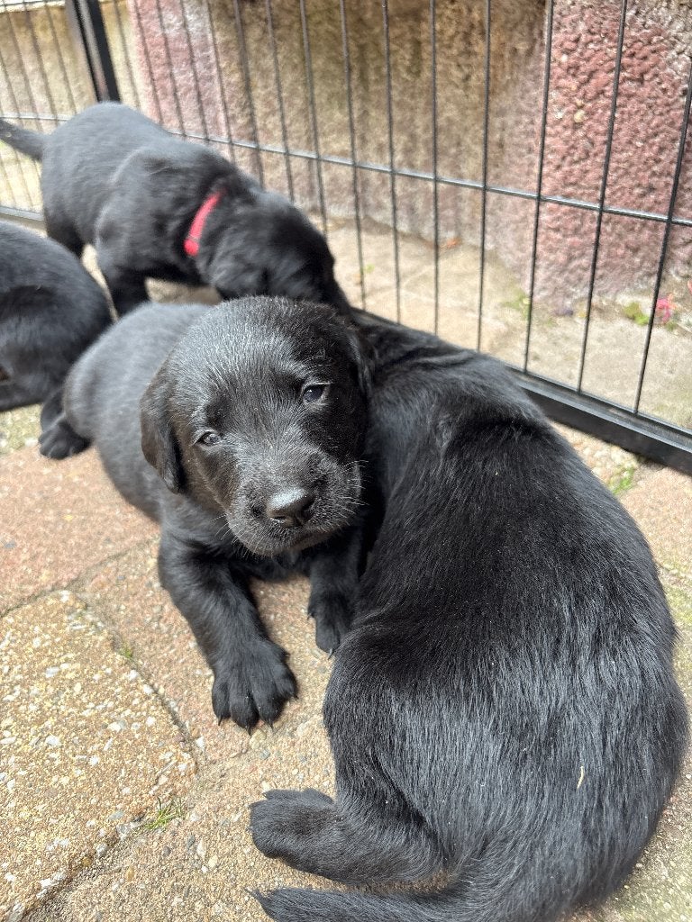 labrador retriever werklijn puppy's, Parvo, Reu, 8 tot 15 weken, Labrador retriever
