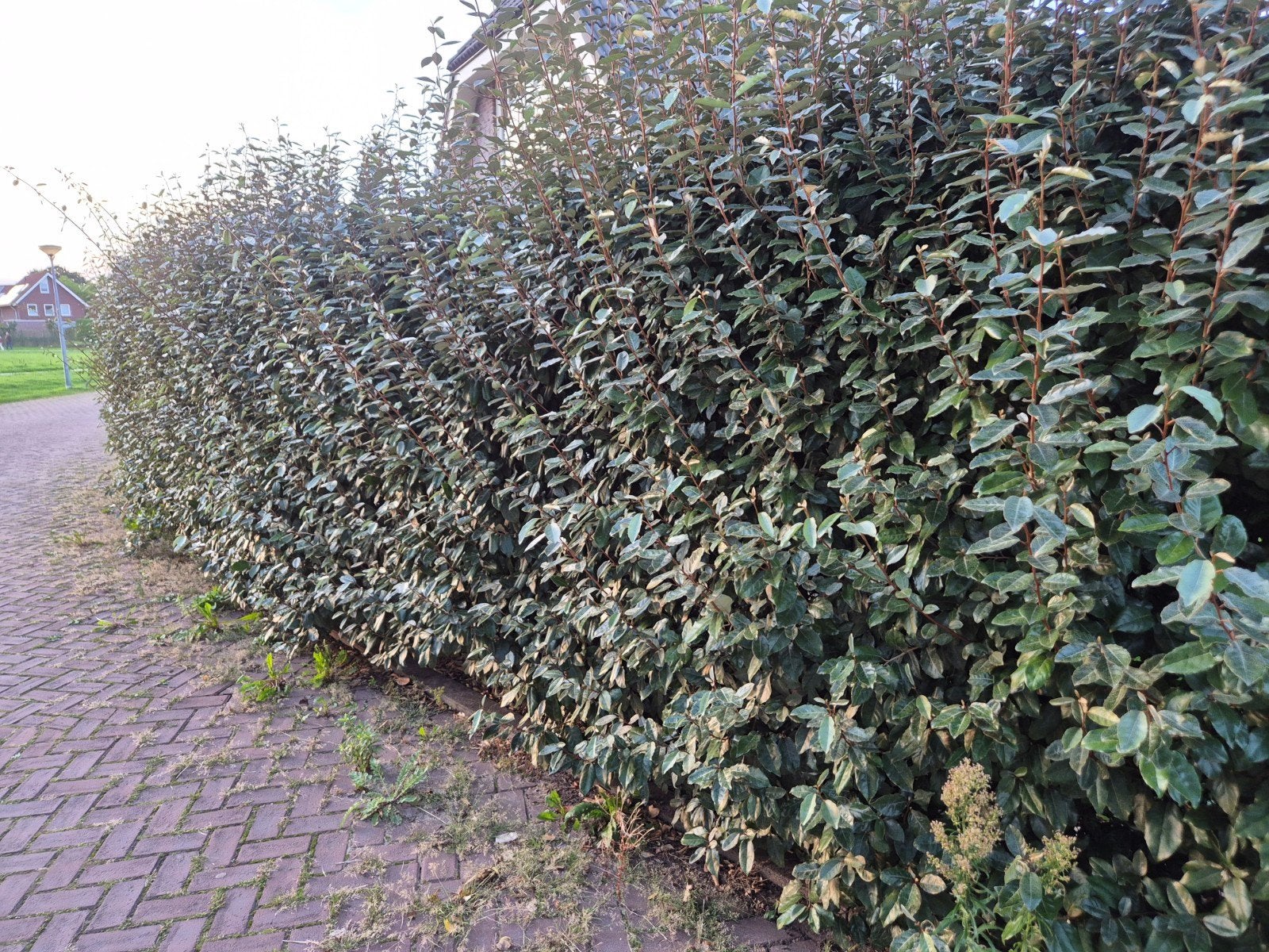 🌱Imposante Olijfwilg  elaeagnus ebbingei compacta haag heg, Tuin en Terras, Ophalen, Overige soorten, Struik, 100 tot 250 cm