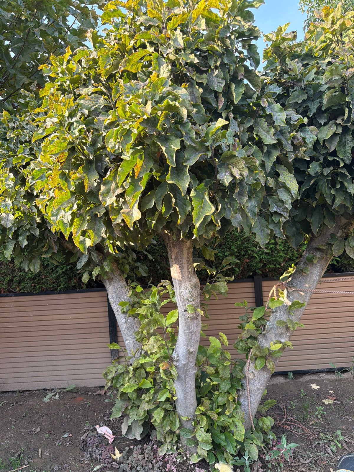 3-stammige Magnolia boom, Overige soorten, Lente, 250 tot 400 cm, Ophalen
