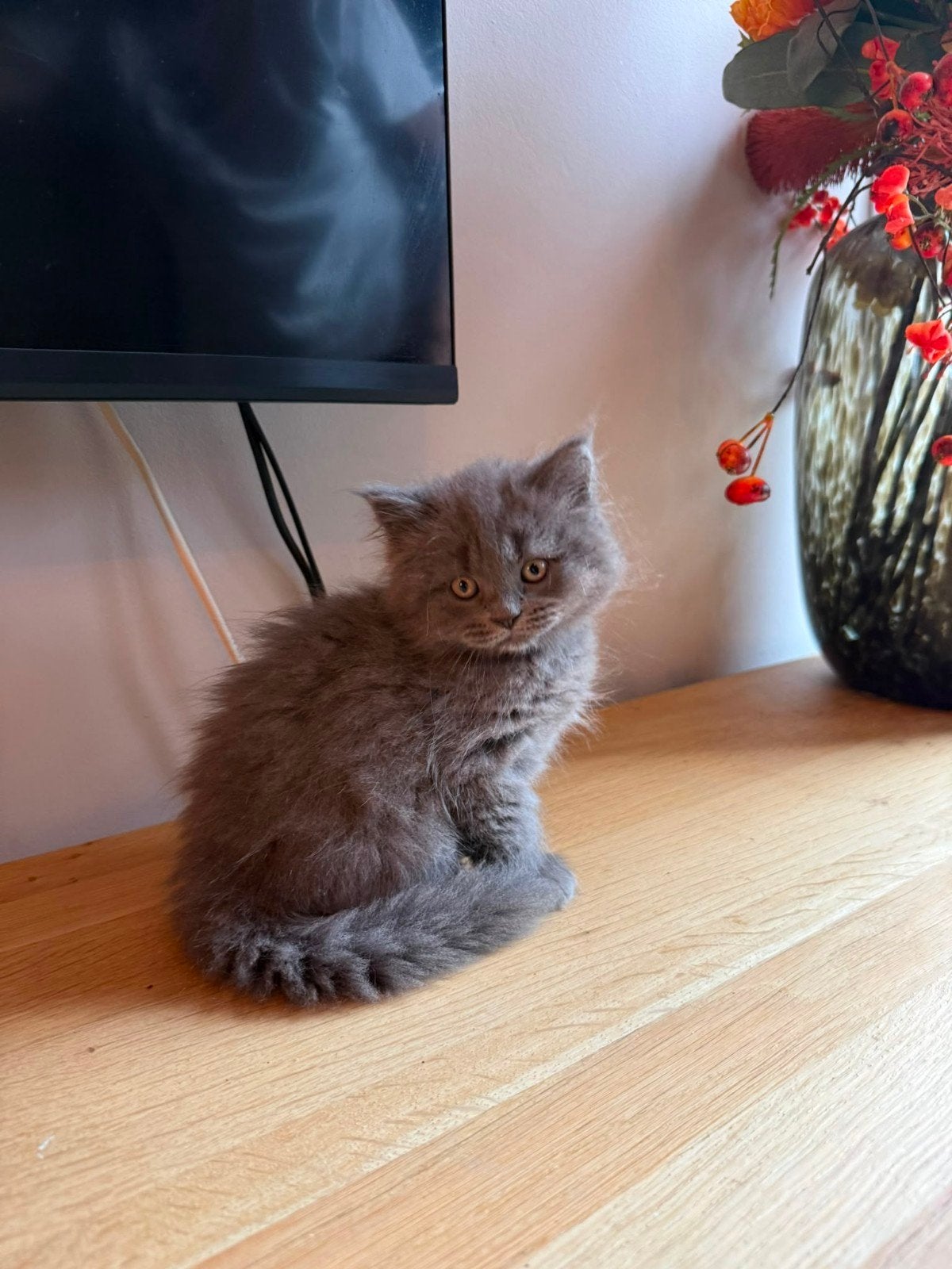 Britse korthaar kitten, Dieren en Toebehoren, Kater, Ontwormd